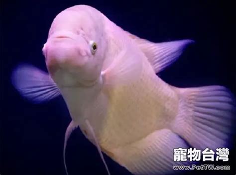 招財魚|絲足鱸 